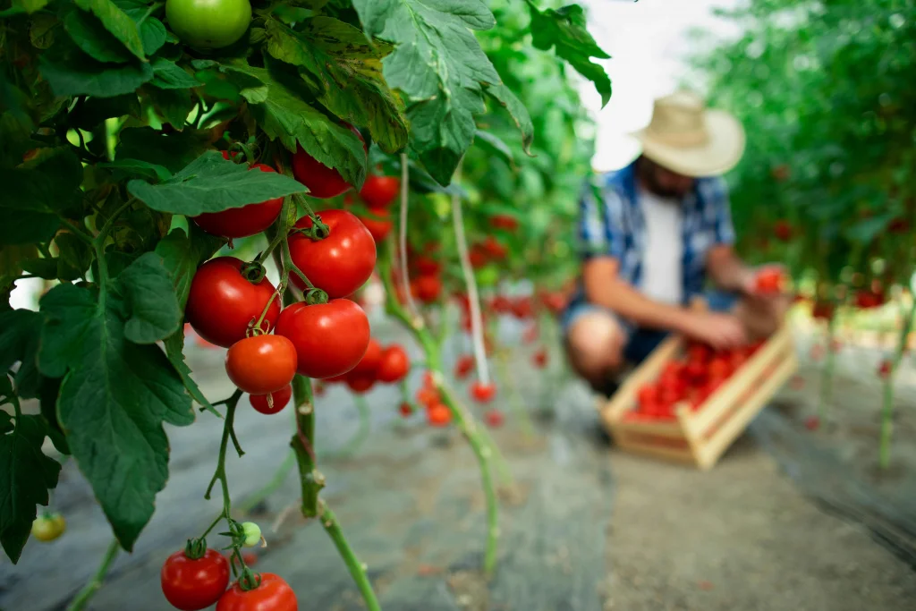 organic-food-farm_11zon.jpg