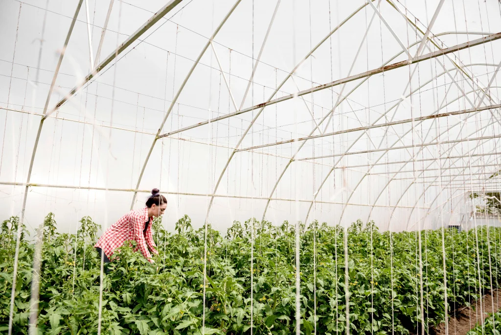 farmer-greenhouse-harvesting-veggies-long-shot_11zon.jpg