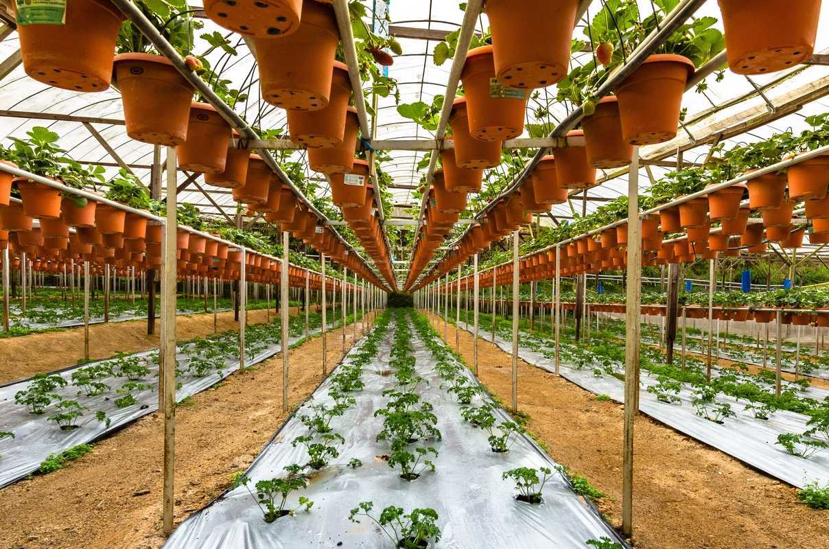 Выращивание зелени как бизнес: готовый бизнес-план