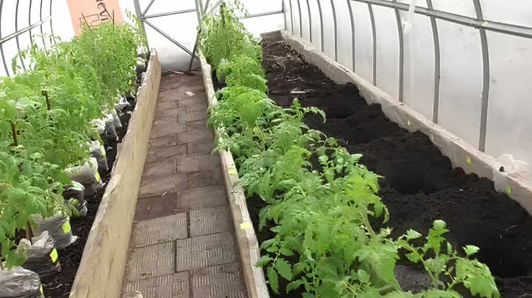 Фото ранней высадки рассады в теплицу из поликарбоната